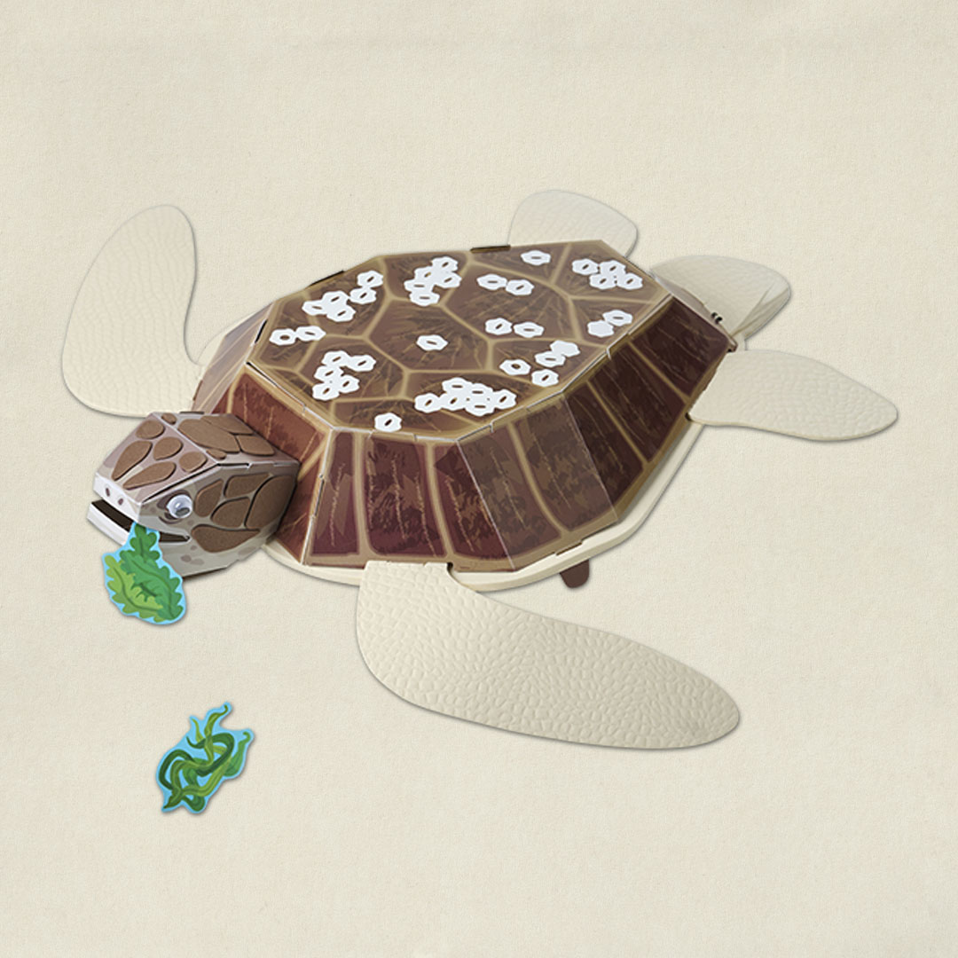 Les Tortues marines