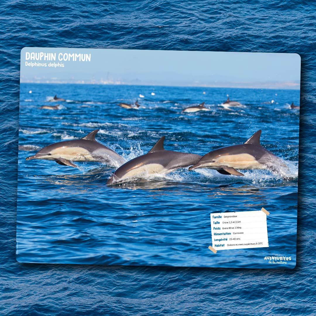 Le Dauphin