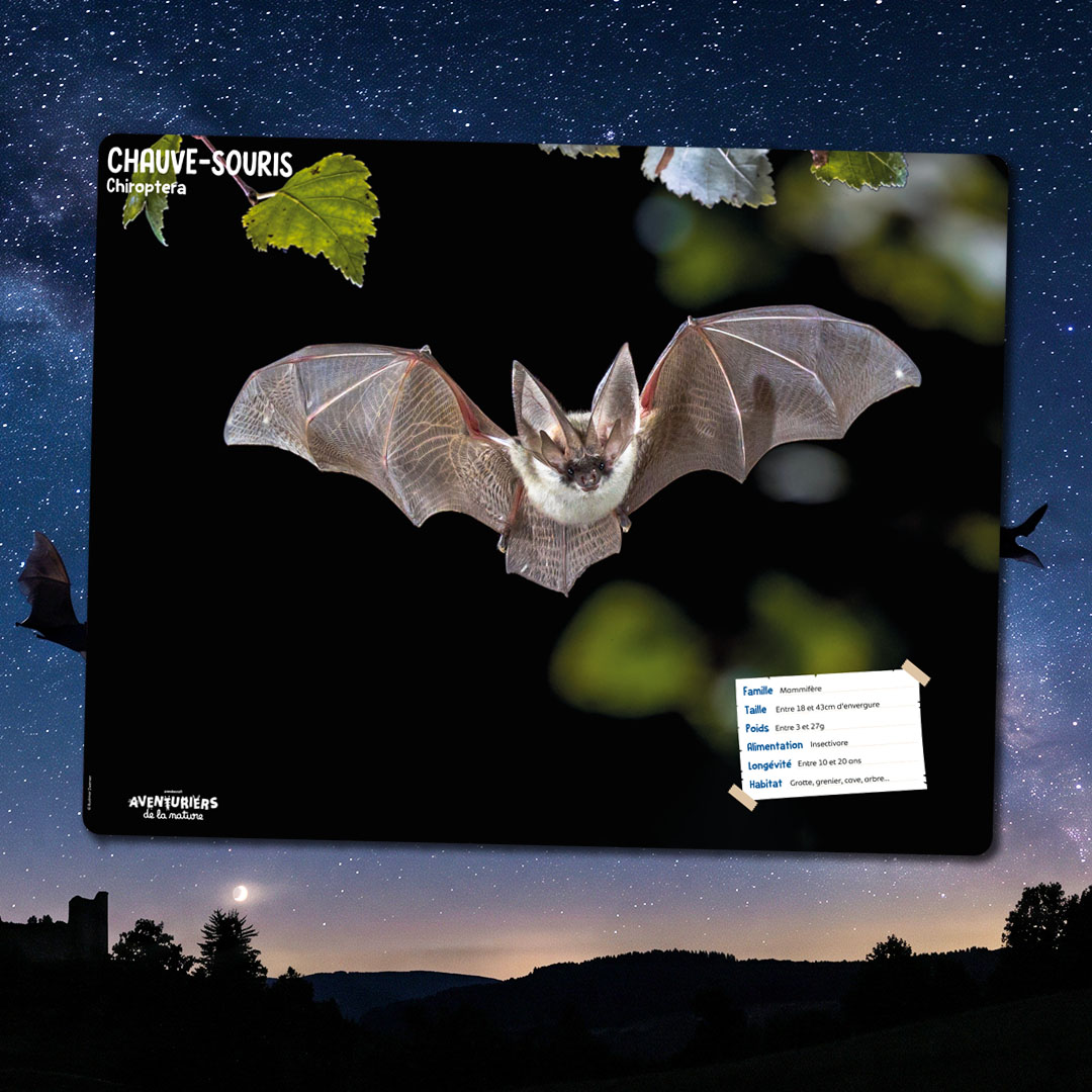 La Chauve-souris