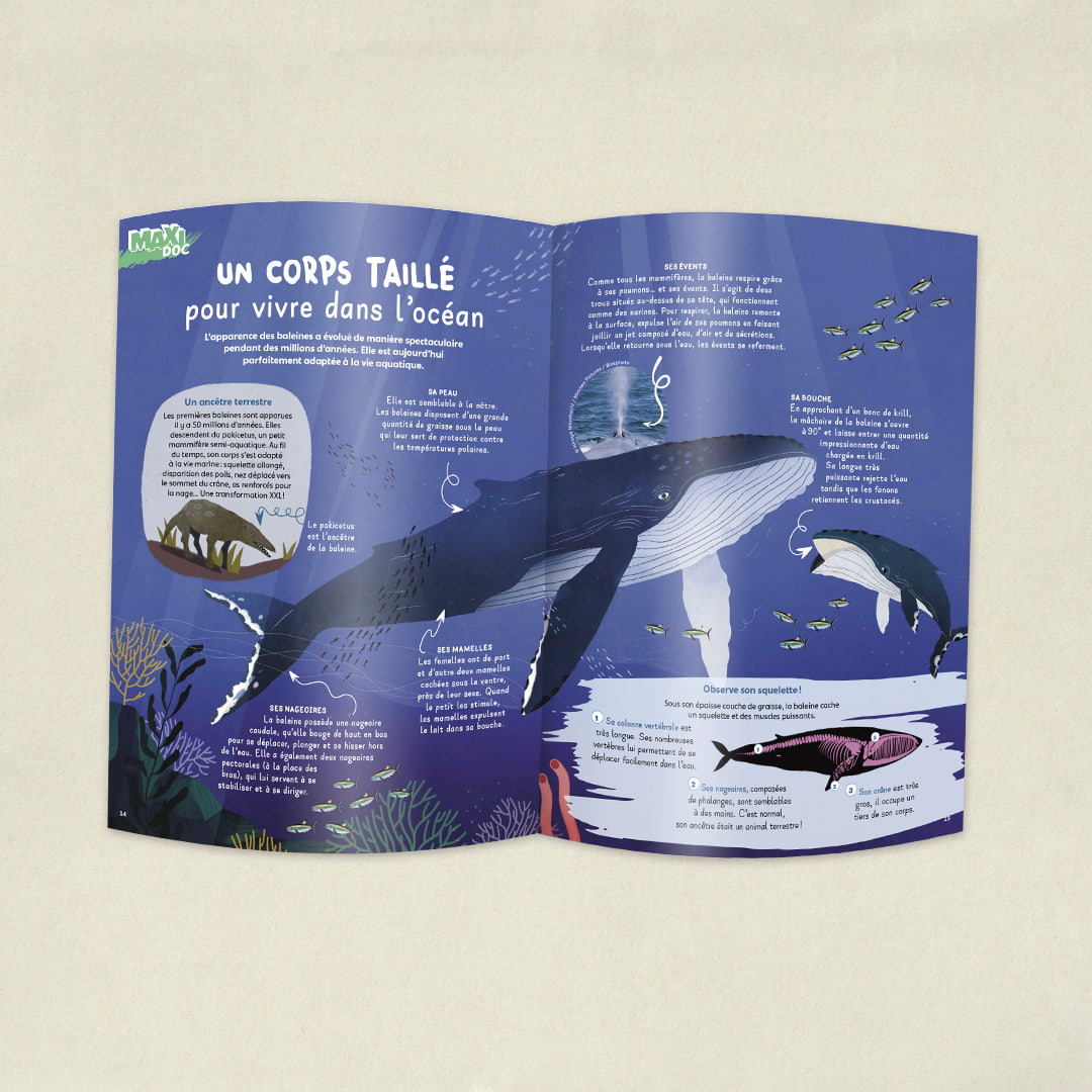 Les baleines
